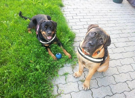 Mirjam Schärer © Hundeschule gooddog