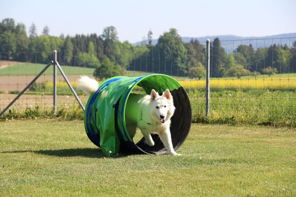 © Hundeschule gooddog 