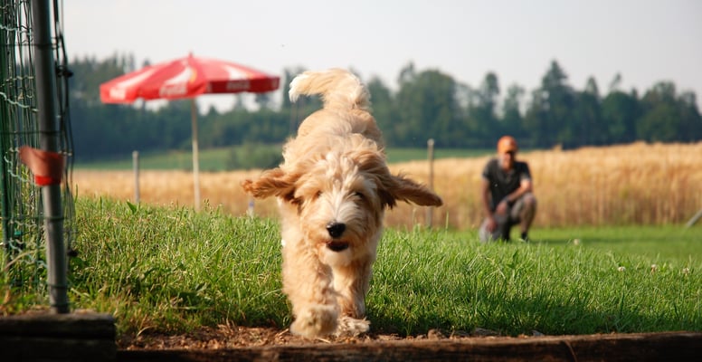 Welpenschule © Hundeschule gooddog