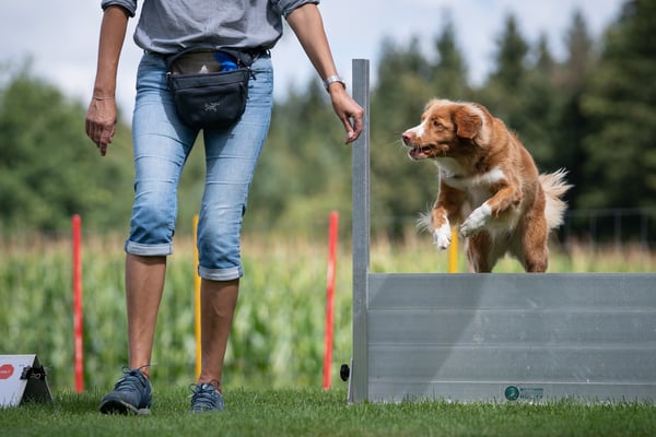 Rally-Obedience © Hundeschule gooddog