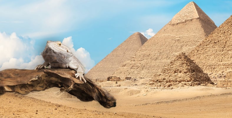 Terrarium Rückwand Wüste und Pyramiden