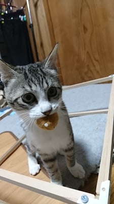 №15  のんちゃん