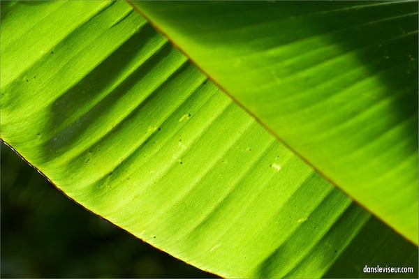 Jardin botanique Jean-Marie Pelt, Villers-lès-Nancy, France
