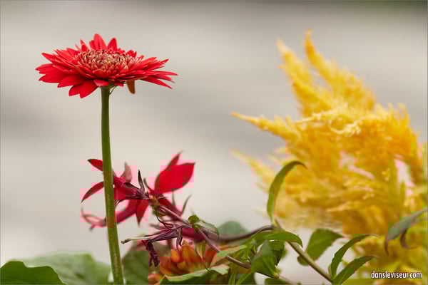 Jardin éphémère 2025 - Place Stanislas, Nancy, France