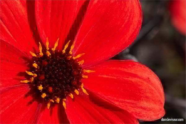 Jardin botanique Jean-Marie Pelt, Villers-lès-Nancy, France
