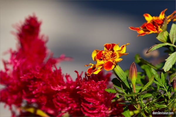 Jardin éphémère 2025 - Place Stanislas, Nancy, France