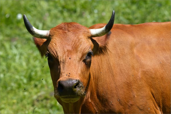 Tarine, Vanoise, France