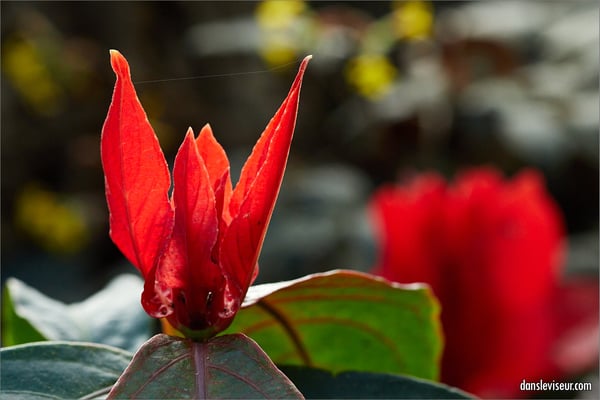 Jardin botanique Jean-Marie Pelt, Villers-lès-Nancy, France