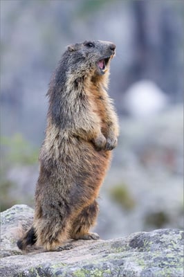  Marmotte, Vénéon, France