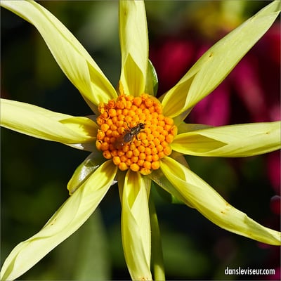 Jardin botanique Jean-Marie Pelt, Villers-lès-Nancy, France