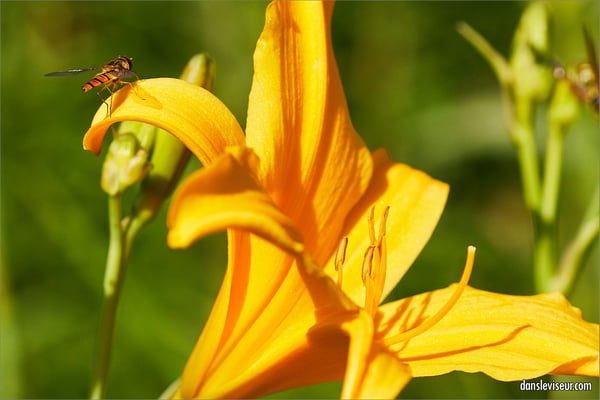 Jardin botanique Jean-Marie Pelt, Villers-lès-Nancy, France
