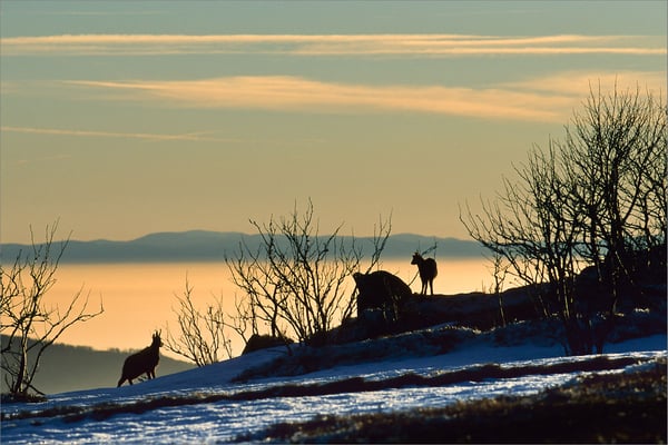 Chamois, Vosges, France