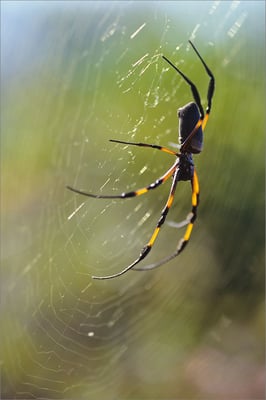 Araignée, La Réunion, France