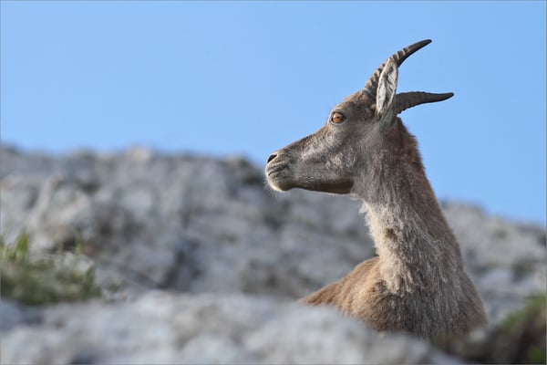  Bouquetin, Vercors, France