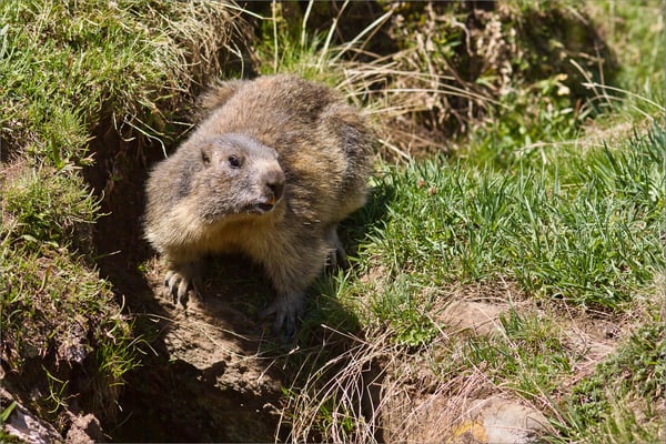 Marmotte, Vanoise, France