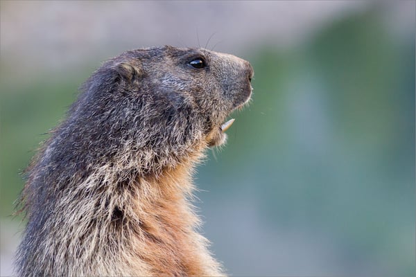  Marmotte, Vénéon, France