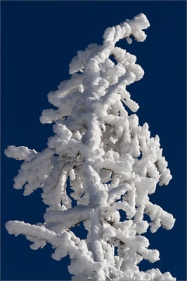 Sapin givré, Vosges, France