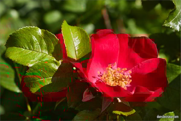 Jardin botanique Jean-Marie Pelt, Villers-lès-Nancy, France