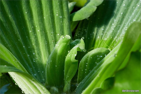 Jardin botanique Jean-Marie Pelt, Villers-lès-Nancy, France