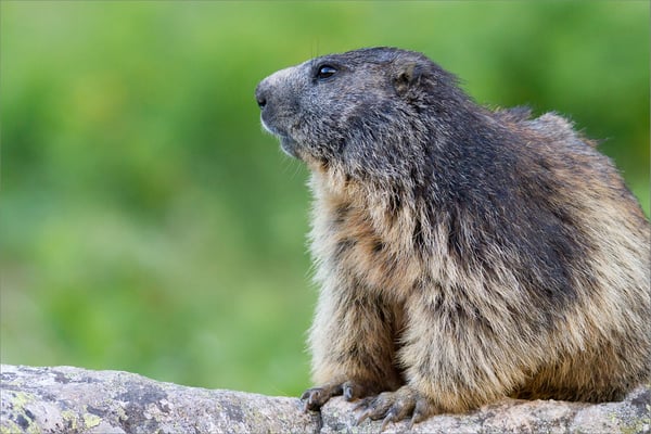 Marmotte, Vénéon, France