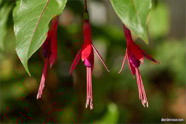 Jardin botanique Jean-Marie Pelt, Villers-lès-Nancy, France
