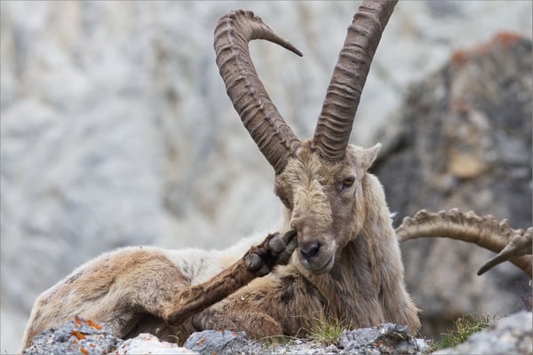 Bouquetin, Clarée, France
