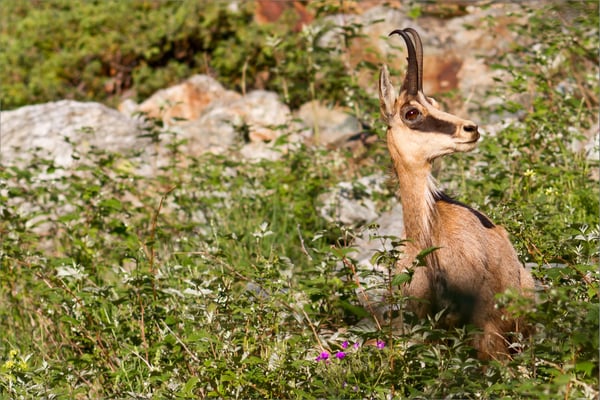 Chamois, Vallouise, France