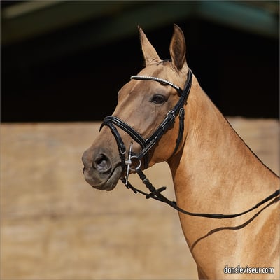 AKHAL TÉKÉ Championnat d'Europe, Nancy, France