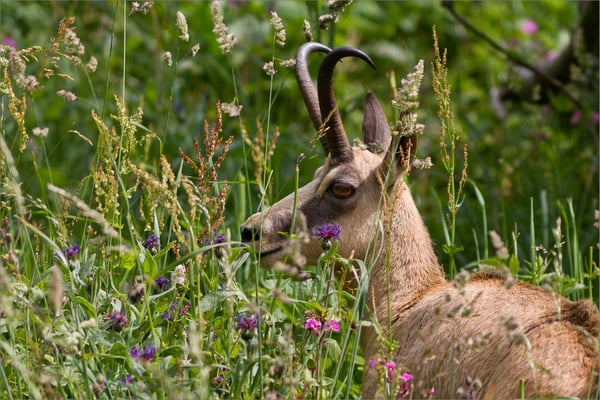 Chamois, Vosges, France