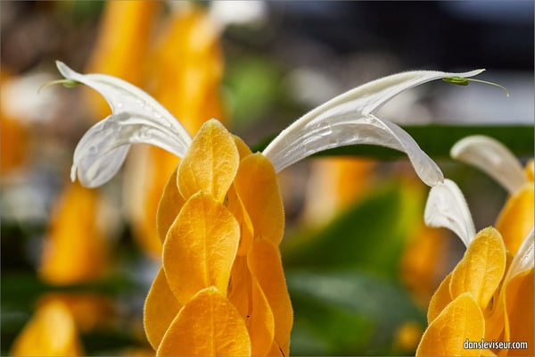 Jardin botanique Jean-Marie Pelt, Villers-lès-Nancy, France