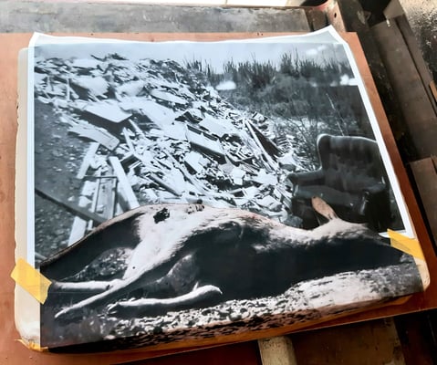 Dood hert op de vuilnisbelt