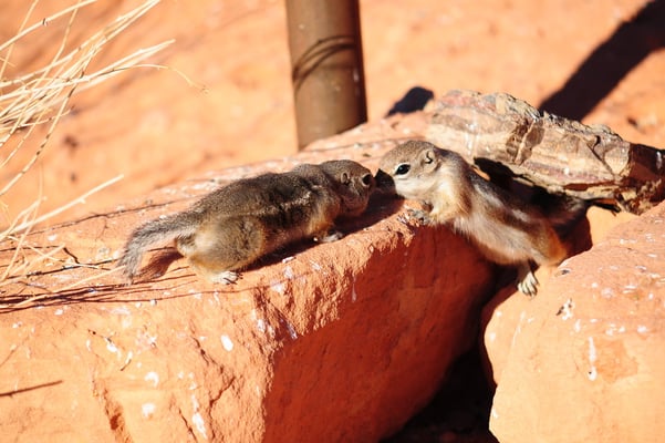 white tale squirrels