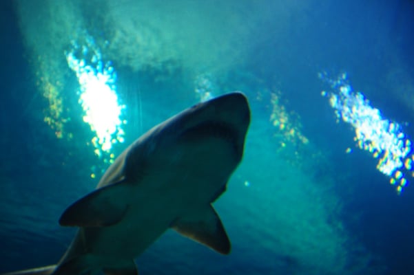 Shark Reef im Mandalay Bay