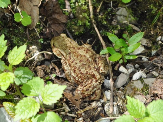 ohh ein Frosch
