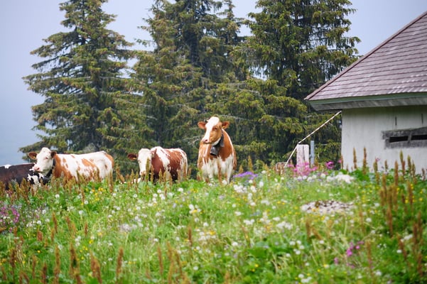 Abstieg vom Le Moléson