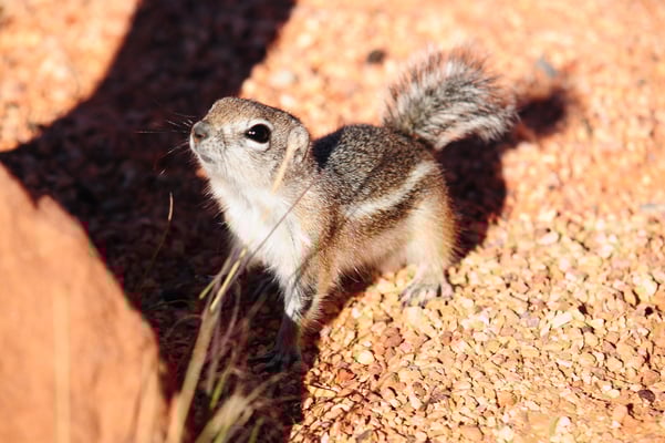 white tale squirrels