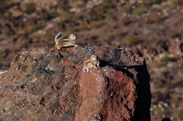 white tale squirrels