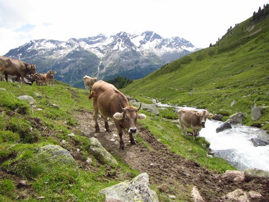 Ja auch die will noch rüber