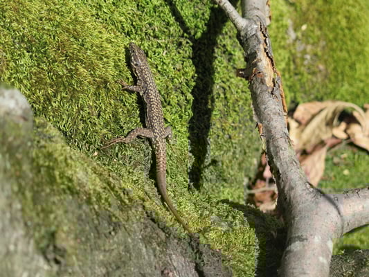 Wanderung Lavertezzo-Sonogno