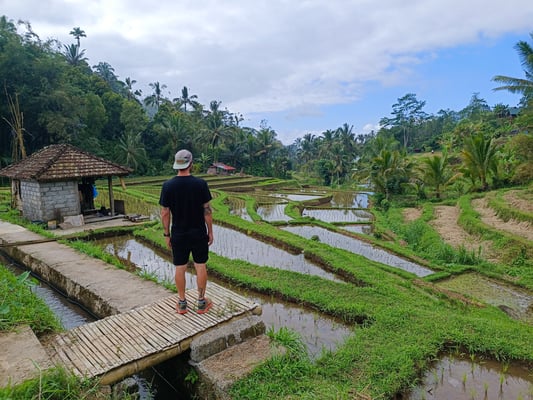 Jatiluwih Reisterasse