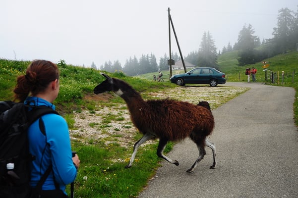 Abstieg vom Le Moléson
