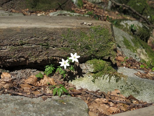 Wanderung Lavertezzo-Sonogno
