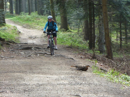 ooohhhhhhh ein Huhn auf meiner Strecke