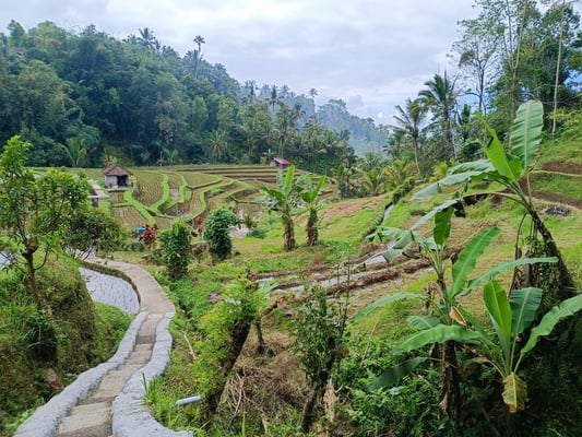 Jatiluwih Reisterasse