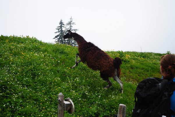 Abstieg vom Le Moléson