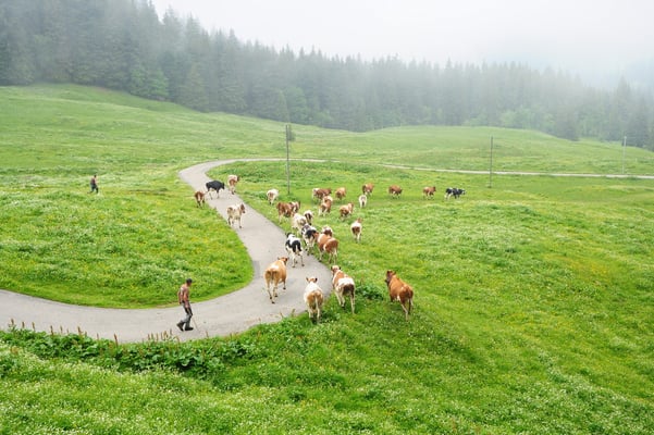 Abstieg vom Le Moléson