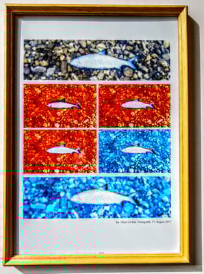 Ika Hussmann, Titel: Fisch im Kies, 2017, Technik: Fotografik, 30x21 cm (ohne Rahmen)