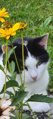 Hausliebling Kater Mika