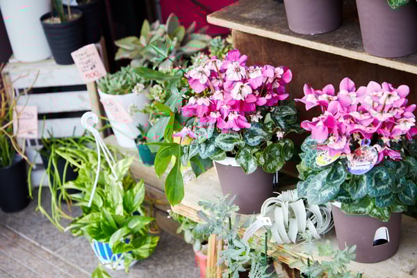 普段使いのお花もあります