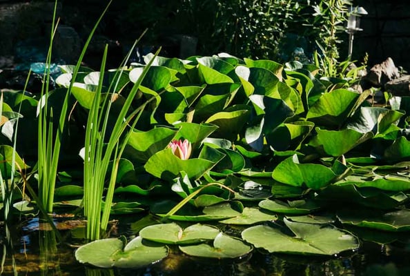 Rinaldo Delgrosso Conny Delgrosso Physiotherapiepraxis Physioplus Widnau Au Heerbrugg Balgach Berneck Diepoldsau Rebstein Rheintal ©nussbaumerphotography.com